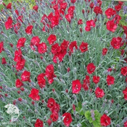 Гвоздика серовато-голубая Рубин