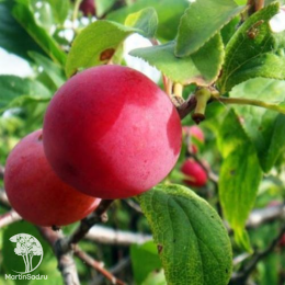 Сверхвыгодный комплект! Алыча Алёнушка + опылитель Слива Красный шар