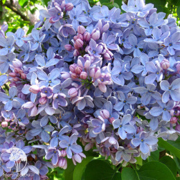 Сирень обыкновенная голубая