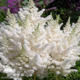 Астильба гибридная Юник Вайт