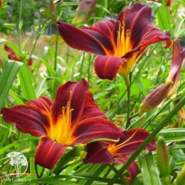 Лилейник гибридный Блэк Принц