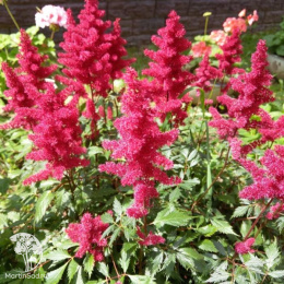 Астильба гибридная Юник Руби Ред