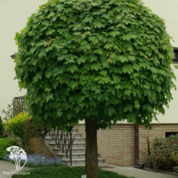 Клён остролистный Глобозум на штамбе