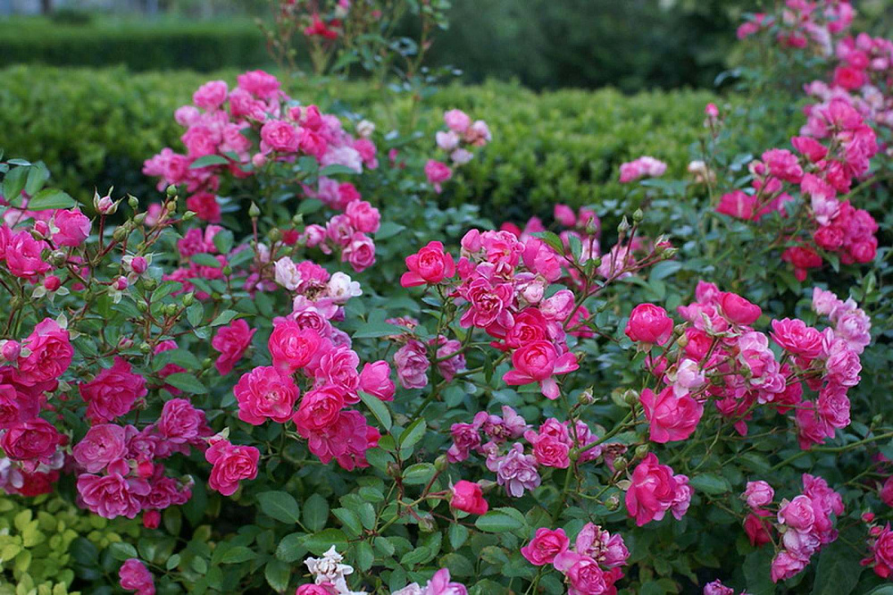 Роза почвопокровная фейри чейнгелинг фото и описание