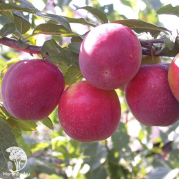 Сверхвыгодный комплект! Алыча Найдена + опылитель Слива Красный шар колоновидная