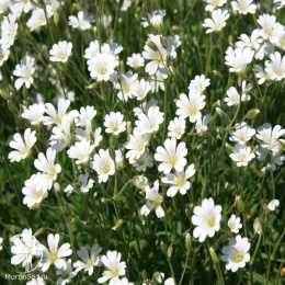 Cerastium arvense Ясколка луговая