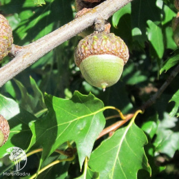 Дуб красный