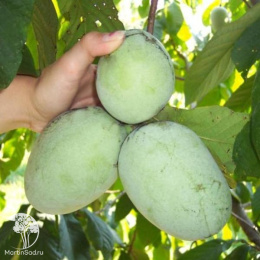 Азимина трёхлопастная