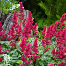 Астильба гибридная Юник Руби Ред