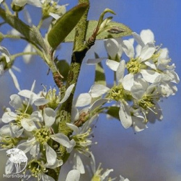 Ирга канадская Октобер Флейм