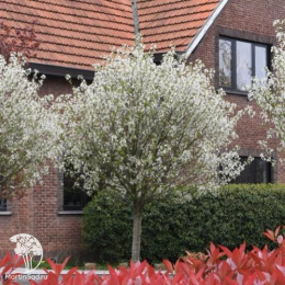 Вишня Бигаре Наполеон на штамбе