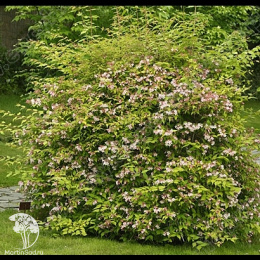 Кольквиция прелестная Мирадко