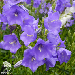 Колокольчик гибридный Карибо Эрли Блю