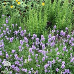 Набор для мяса розмарин лавандовый + шалфей Руген