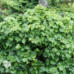 Липа сердцевидная Монто на штамбе