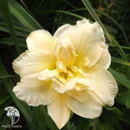 Лилейник Икебана Стар