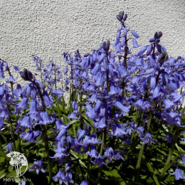 Колокольчик Гауди Виолетт