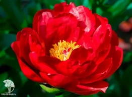 Фото Пион молочноцветковый Ред Ред Роуз