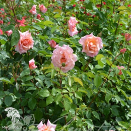 Роза плетистая Компассион