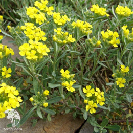 Алиссум горный