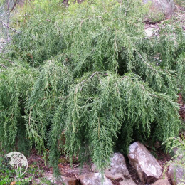 Дизельма Арчера Халсдонк