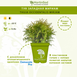 Туя западная Мириам