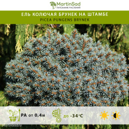 Ель колючая Брунек на штамбе