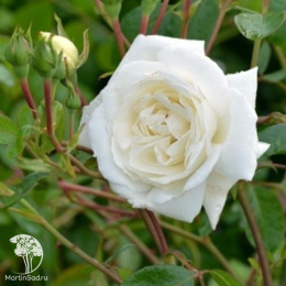Роза плетистая Вайт Нью Даун