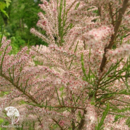 Тамарикс четырехтычинковый