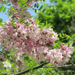 Робиния славина Хиллэри