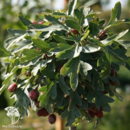 Боярышник однопестичный Компакта на штамбе