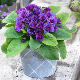 Примула махровая Перпл Сторм