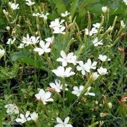 Гвоздика травянка Альбус