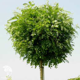 Робиния Умбракулифера на штамбе