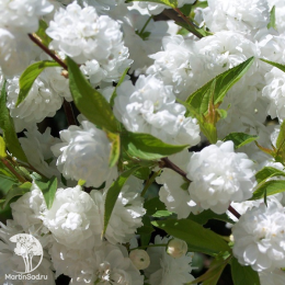 Вишня обыкновенная Ракса на штамбе