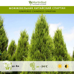 Можжевельник китайский Спартан