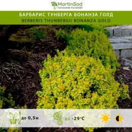 Барбарис тунберга Бонанза Голд