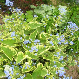 Бруннера крупнолистная Хадспен Крим