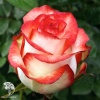Роза чайно-гибридная Блаш фото 2 