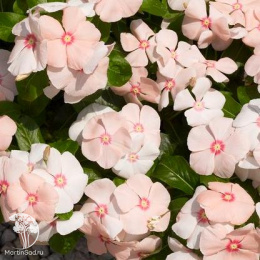 Барвинок Беллини F1