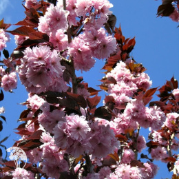 Вишня мелкопильчатая Роял Бургунди