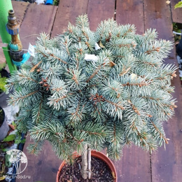 Ель  колючая Глаука Компакта на штамбе