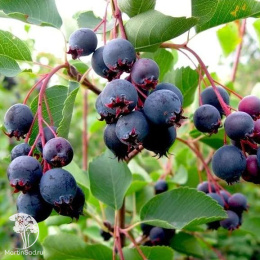 Ирга Ламарка