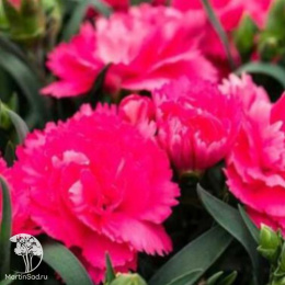 Гвоздика Колорес Дульче