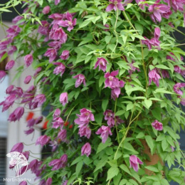 Клематис Констанс