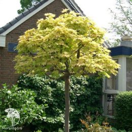 Клён остролистный Голден Глобе на штамбе