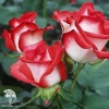 Роза чайно-гибридная Блаш фото 3 