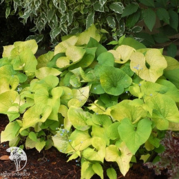 Бруннера крупнолистная Дианас Голд