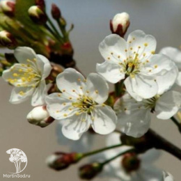 Вишня Владимирская