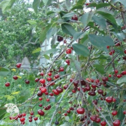 Вишня Владимирская